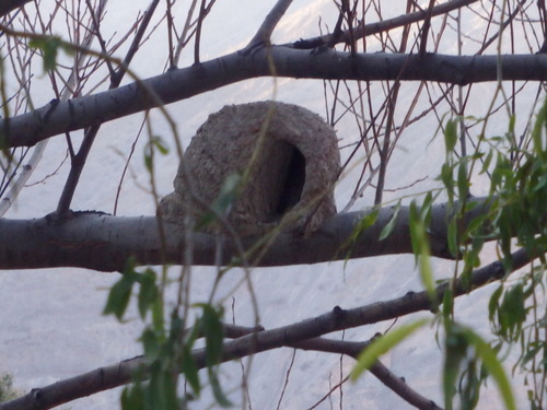 Bird nest observed outside the breakfast room.
